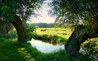 Картинка поле, лес, деревья, пейзаж, небо, облака, животные, трава