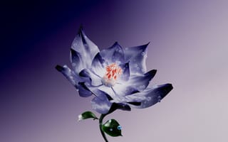 Картинка Flowers, Digital Art, Purple aesthetic, Lotus flower, Water Lily, Digital flower, Purple, Purple Flower
