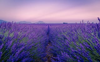 Картинка поле, пейзаж, франция, цветы, природа, лаванда