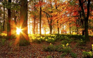Картинка листва, лес, деревья, солнце, Осень, свет