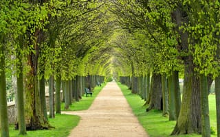 Картинка grass, fresh, alley, avenue, garden, lane, landscape, leaves