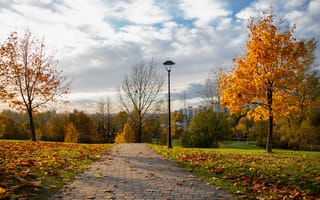 Картинка trees, park, paths, autumn