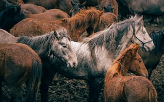 Картинка лошади, дикая природа, млекопитающие