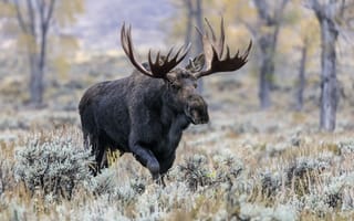 Картинка mountain, canada, mammal, bull, moose, large, fall, icon