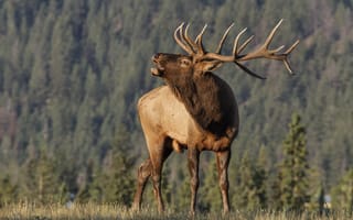 Картинка horns, canada, bull, fall, elk, bugle, canadian, deer