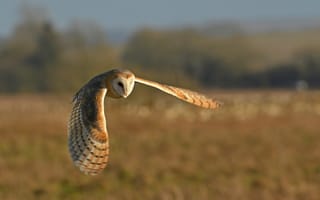 Картинка raptor, predator, staring, perched, prey, owl, plumage, portrait