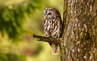 Картинка raptor, predator, sitting, season, outdoors, owl, plumage, ornithology