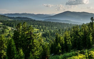 Картинка forest, view, cedar, siberia, tree, pine, russia, mountain