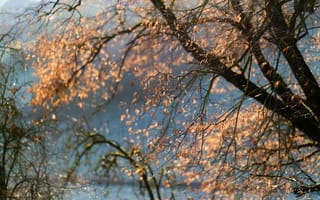 Картинка осень, природа, дерево