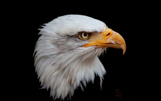 Картинка Raptor, Animals, National bird, Black, Bald eagle, Bird of prey