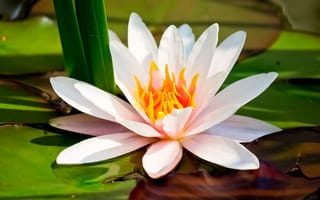 Картинка light, nature, lily, natural, lotus, plant, petal