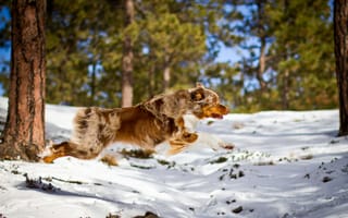 Картинка собака, бег, лес