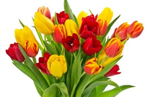 Картинка red, white, spring, fresh, flower, yellow, bouquet, tulip