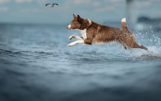 Картинка море, собака, в полете, Дейли, Светлана Писарева