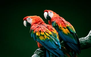 Картинка animals, bird, beautiful, ara, america, amazon, animal