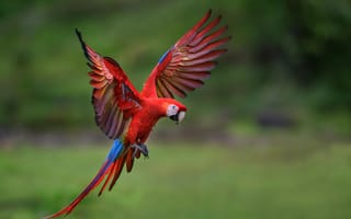 Картинка animals, beautiful, birdwatching, avifauna, ara, birding, birds