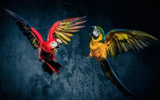 Картинка bird, blue, animal, colour, air, ara, alone