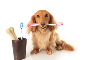 Картинка care, dog, animal, brush, cute, bone, dachshund, canine