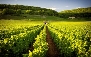 Картинка sky, village, vine, tourism, valley, vineyard, travel, viniculture