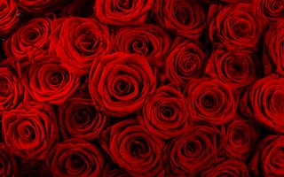 Картинка rose, romantic, symbol, romance, sweet, shape, soft, sparkle