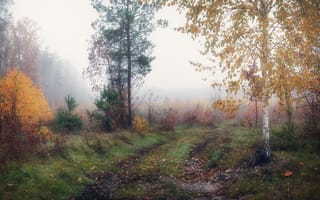 Картинка туман, утро, Александр Чорный, осенний лес