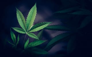 Картинка cannabis, crop, bush, agriculture, culture, dope, buds, bud