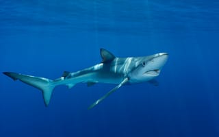 Картинка deep, north, creature, danger, fin, atlantic, blue shark, pico