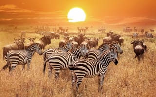 Картинка zebra, wildlife, travel, wild, wilderness, tanzania