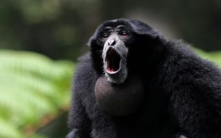 Картинка monkey, nature, sumatra, siamang, tree, gibbon, hair