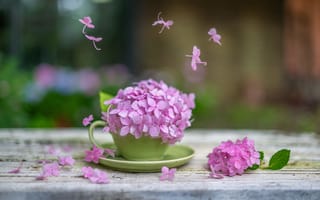 Картинка розовая, кружка, цветки, блюдце, гортензия