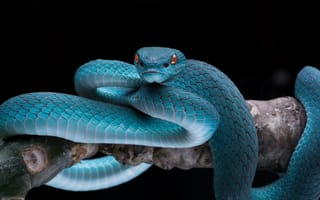 Картинка wild, tropical, blue snake, snakes, dessert snake, poisonous snake