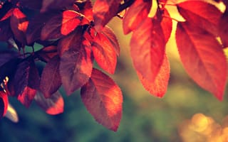 Картинка red, nature, sunlight, leaf, plant