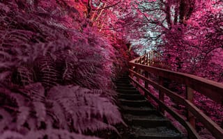 Картинка Природа, Красота, Infrared, Pink aesthetic, Outdoor, Spring, Nature, Wooden stairs
