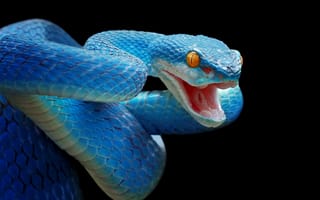 Картинка snake, skin, scary, serpent, scales, species, snakes, reptile