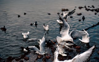 Картинка море, вода, стая птиц, чайки