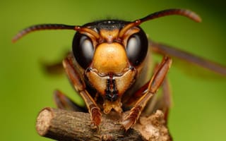 Картинка макро, насекомые, nature, шершень, hornet, ветка, macro, природа