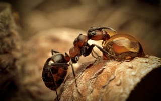 Картинка макро, насекомые, муравей, branch, ветка, природа, nature, macro