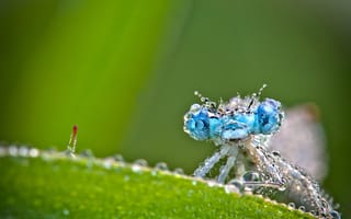Картинка макро, насекомые, листок, роса, природа, nature, капли воды, стрекоза
