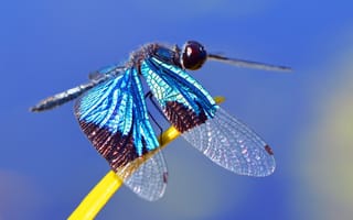 Картинка насекомые, природа, wings, листок, dragonfly, nature, стрекоза, крылья