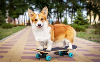 Картинка dog, animal, board, corgi, adorable, cardigan, active, cute