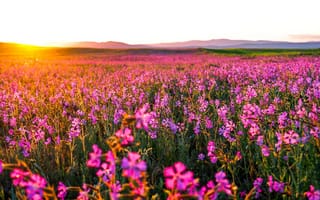 Картинка поле, небо, пейзаж, облака, цветы, природа, закат, горизонт