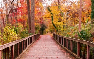 Картинка beautiful, pathway, breathtaking, wooden, colorf, going
