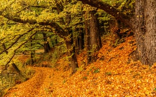 Картинка осень, лес, листья, деревья, природа