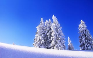 Обои утро, пейзаж, мороз, елка, зима, снег, деревья, небо, ель