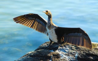 Картинка stone, bird, wings