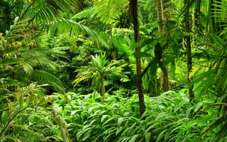 Картинка лес, природа, тропики, джунгли, forest, пальмы, растения, папоротник