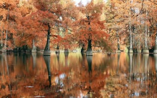 Картинка Франция, France, Isere, Лысые кипарисы у пруда Болье, Изер, Bald cypresses, at the Beaulieu pond