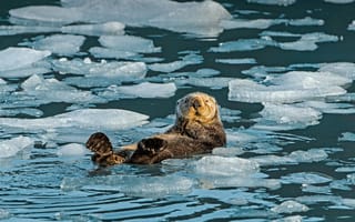 Картинка лёд, Аляска, Prince William Sound, США, Sea Otter, пролив Принца Уильяма, Alaska USA, Морская выдра