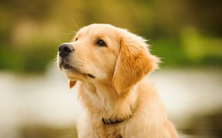 Картинка puppy, young, shot, retriever, pet