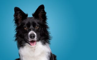 Картинка happy, puppy, border, dog, isolated, portrait, pet, collie